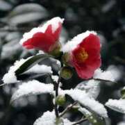 ヒメ日記 2026/02/09 23:50 投稿 ほまれ 熟女の風俗最終章 町田店