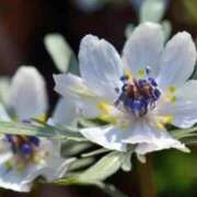 ヒメ日記 2026/02/13 19:50 投稿 ほまれ 熟女の風俗最終章 町田店