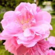 ヒメ日記 2026/03/11 19:23 投稿 ほまれ 熟女の風俗最終章 町田店