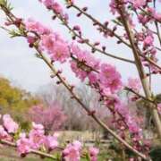 ヒメ日記 2026/03/12 00:53 投稿 ほまれ 熟女の風俗最終章 町田店