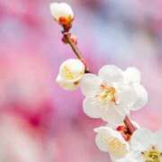 ヒメ日記 2026/03/12 02:20 投稿 ほまれ 熟女の風俗最終章 町田店