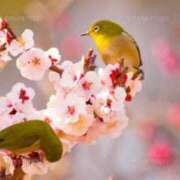 ヒメ日記 2026/03/12 16:31 投稿 ほまれ 熟女の風俗最終章 町田店