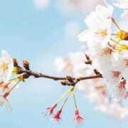 ヒメ日記 2026/03/27 21:37 投稿 ほまれ 熟女の風俗最終章 町田店