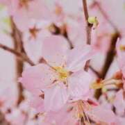 ヒメ日記 2026/03/31 19:50 投稿 ほまれ 熟女の風俗最終章 町田店