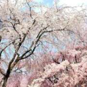 ヒメ日記 2026/04/02 23:32 投稿 ほまれ 熟女の風俗最終章 町田店