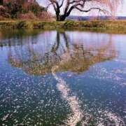 ヒメ日記 2026/04/11 06:51 投稿 ほまれ 熟女の風俗最終章 町田店