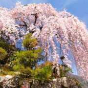 ヒメ日記 2026/04/11 09:22 投稿 ほまれ 熟女の風俗最終章 町田店