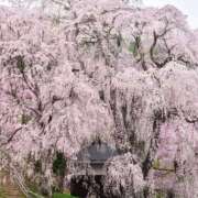 ヒメ日記 2026/04/11 09:26 投稿 ほまれ 熟女の風俗最終章 町田店