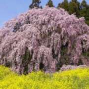 ヒメ日記 2026/04/11 10:14 投稿 ほまれ 熟女の風俗最終章 町田店