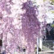 ヒメ日記 2026/04/11 12:29 投稿 ほまれ 熟女の風俗最終章 町田店