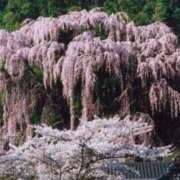 ヒメ日記 2026/04/11 12:32 投稿 ほまれ 熟女の風俗最終章 町田店