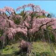 ヒメ日記 2026/04/12 20:40 投稿 ほまれ 熟女の風俗最終章 町田店