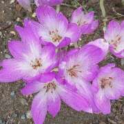 ヒメ日記 2025/09/27 11:48 投稿 セリカ★エロス漂う奥様 BITEKI