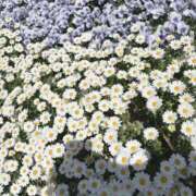 ヒメ日記 2025/04/07 12:04 投稿 あい ファーストレディ(博多)