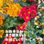 ヒメ日記 2025/04/13 12:22 投稿 あい ファーストレディ(博多)