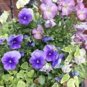 ヒメ日記 2026/04/09 14:20 投稿 まき 人妻の輝き(大阪)