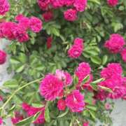 ヒメ日記 2026/05/20 15:01 投稿 まき 人妻の輝き(大阪)