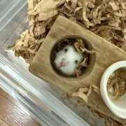 ヒメ日記 2025/09/04 20:30 投稿 まどか 人妻の輝き(大阪)