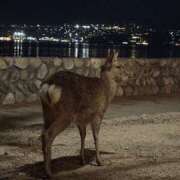 のぞみ★キレカワな敏感保育士★ 【お礼写メ日記】水心子山鴨さん Bell～S級美女お姉様・人妻デリヘル～