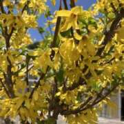 ヒメ日記 2025/04/05 09:24 投稿 奥田 未来 こあくまな熟女たち 千葉店（KOAKUMAグループ）