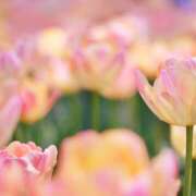 ヒメ日記 2025/04/17 21:04 投稿 そら 所沢デリヘル桜