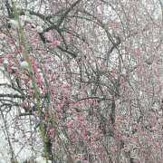 ヒメ日記 2025/04/04 17:46 投稿 やよい エディーズ