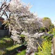 ヒメ日記 2025/04/09 15:53 投稿 なみこ 熟女の風俗最終章 立川店