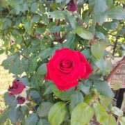 ヒメ日記 2025/05/06 22:33 投稿 なみこ 熟女の風俗最終章 立川店