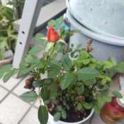 ヒメ日記 2025/06/28 08:22 投稿 ひなこ 不倫体験 名古屋店