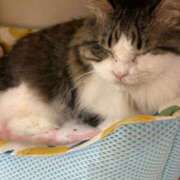 ヒメ日記 2025/08/06 16:07 投稿 なな 所沢東村山ちゃんこ