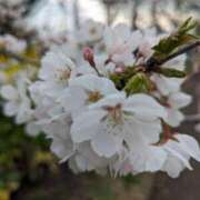 ヒメ日記 2025/04/09 15:27 投稿 なな 西東京市小平ちゃんこ