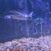 ヒメ日記 2025/05/22 16:06 投稿 ふゆ 横浜ひよこ倶楽部