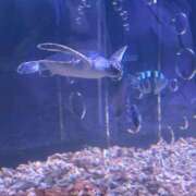 ヒメ日記 2025/06/14 22:26 投稿 ふゆ 横浜ひよこ倶楽部