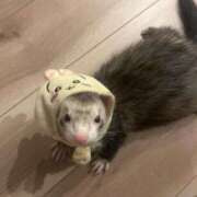 ヒメ日記 2025/06/23 00:16 投稿 ふゆ 横浜ひよこ倶楽部