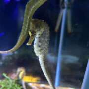 ヒメ日記 2025/06/27 20:49 投稿 ふゆ 横浜ひよこ倶楽部