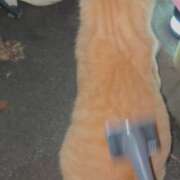 ヒメ日記 2025/11/08 12:00 投稿 あおい 神田ハンドメイド