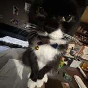 あおい スナックの猫 神田ハンドメイド