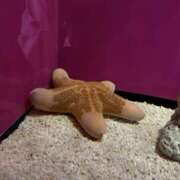 ヒメ日記 2026/10/09 12:30 投稿 あおい 神田ハンドメイド