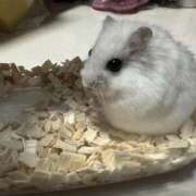 ヒメ日記 2025/10/14 23:40 投稿 ことね 香川高松ちゃんこ