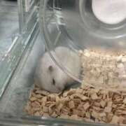 ヒメ日記 2025/10/18 13:19 投稿 ことね 香川高松ちゃんこ