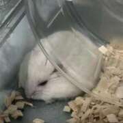 ことね 申し訳ないです 香川高松ちゃんこ