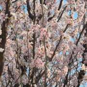 ヒメ日記 2025/04/14 13:20 投稿 山田さわ 五十路マダムエクスプレス船橋店(カサブランカグループ)