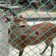 ヒメ日記 2025/05/25 02:48 投稿 如月和子 五十路マダム 愛されたい熟女たち 高松店