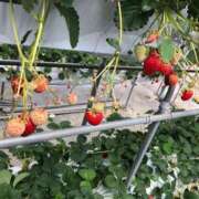 ヒメ日記 2025/04/24 22:07 投稿 ふうか ミスミセス