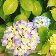 ヒメ日記 2025/06/03 15:17 投稿 りん ミスミセス