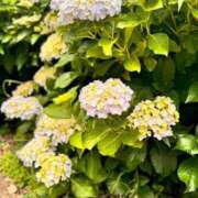 ヒメ日記 2025/07/05 09:57 投稿 りん ミスミセス