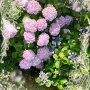 ヒメ日記 2025/05/31 11:52 投稿 さつき 藤沢人妻城