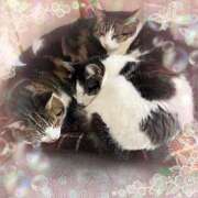 ヒメ日記 2025/06/04 18:33 投稿 さつき 藤沢人妻城