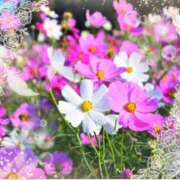 ヒメ日記 2025/09/02 00:09 投稿 さつき 藤沢人妻城