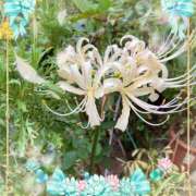 ヒメ日記 2025/09/25 00:41 投稿 さつき 藤沢人妻城